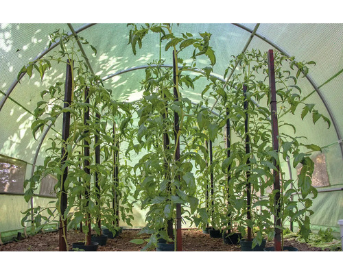 Sadenice paradajok s podpornými kolíkmi v skleníku.