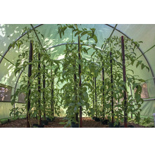 Rastliny paradajok s podpornými kolíkmi v skleníku