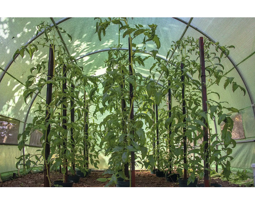 Rastliny paradajok s podpornými kolíkmi v skleníku