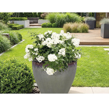 Veľká rastlina s bielymi kvetmi v kvetináči v záhrade.