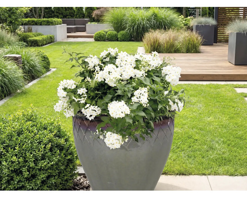 Veľká rastlina s bielymi kvetmi v kvetináči v záhrade.