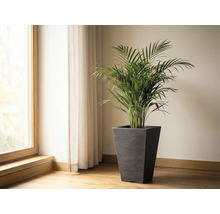 Miestnosť s oknom, závesom a arekovou palmou v kvetináči