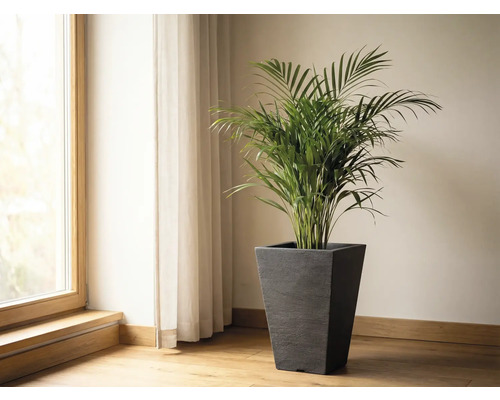 Miestnosť s oknom, závesom a arekovou palmou v kvetináči