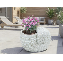 Dekoratívny kvetináč v tvare mušle s kvitnúcimi rastlinami na terase