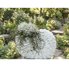 Záhon osadený dekoratívnym objektom v tvare mušle