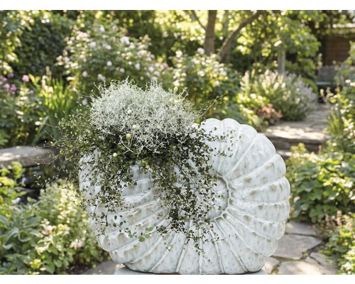 Záhon osadený dekoratívnym objektom v tvare mušle