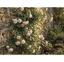 Popínavá ruža na kamennej stene s podperou