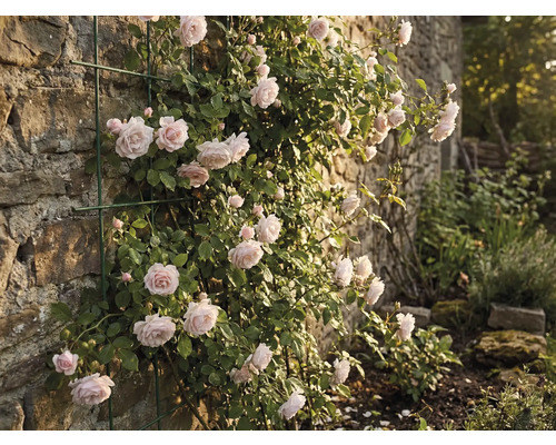 Popínavá ruža na kamennej stene s podperou