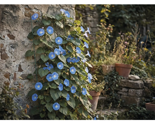 Modro kvitnúca povojnica na kamennej stene s oporou pre popínavé rastliny
