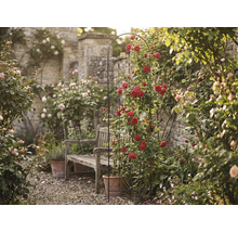 Pohľad do záhrady s ružovým oblúkom, drevenou lavicou a kamenným múrom v pozadí.