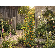 Záhrada s popínavou rastlinou na mreži, obklopená rôznymi kvetmi a rastlinami pred dreveným plotom a kamenným múrom