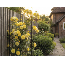 Žlté popínavé ruže na kovovej mreži v záhrade