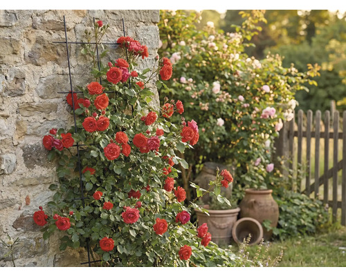 Popínavá ruža na stene domu s mrežovinou v záhrade.