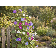 Pohľad do záhrady s plotom a popínavou rastlinou s farebnými kvetmi