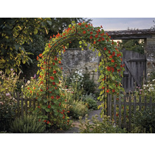 Pohľad do záhrady s ružovou bránou, porastenou kapucínkou väčšou