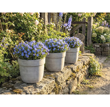 Tri kvetináče s kvitnúcimi modrými nezábudkami na kamennej stene v záhrade.