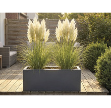 Okrasné trávy v kvetináči na drevenej terase.