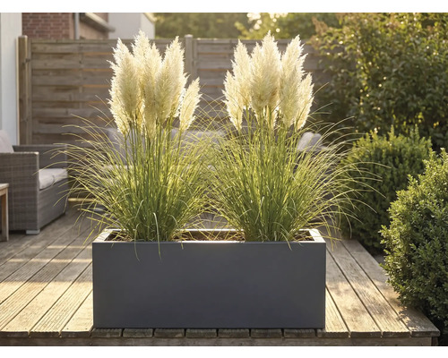 Okrasné trávy v kvetináči na drevenej terase.