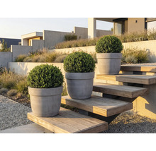 Tri buxusy v kvetináčoch na vonkajšom schodisku v záhrade.