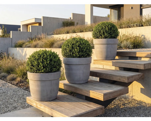 Tri buxusy v kvetináčoch na vonkajšom schodisku v záhrade.