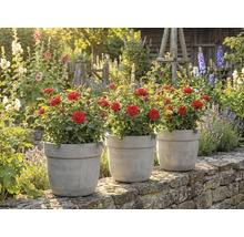 Tri ruže v kvetináčoch na stene v záhrade.