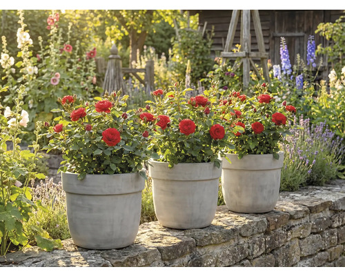 Tri ruže v kvetináčoch na stene v záhrade.