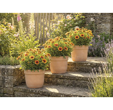 Tri črepníkové rastliny s kokardami na kamenných schodoch v záhrade.