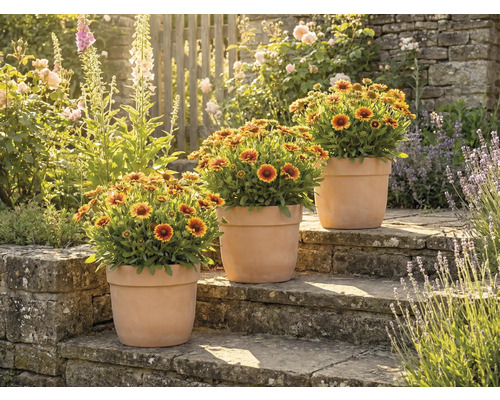 Tri črepníkové rastliny s kokardami na kamenných schodoch v záhrade.