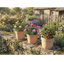 Záhradné prostredie s margarétkami v terakotových kvetináčoch na kamennom múre