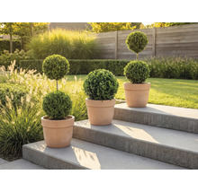 Tri tvarované stromy v hlinených kvetináčoch na kamennom schodisku v záhrade.