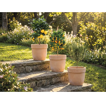 Tri rastliny v kvetináčoch na kamenných schodoch v záhrade: citrónovník, mandarínkovník a rozmarín.