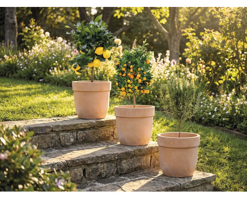 Tri rastliny v kvetináčoch na kamenných schodoch v záhrade: citrónovník, mandarínkovník a rozmarín.