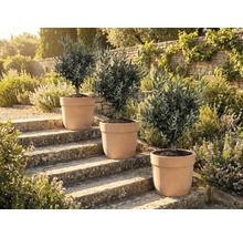 Tri olivovníky v kvetináčoch na kamenných schodoch vonku.