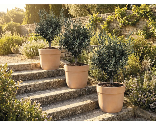 Tri olivovníky v kvetináčoch na kamenných schodoch vonku.