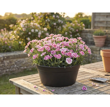 Klinčeky v kvetináči na drevenom stole v záhrade.