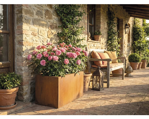 Rustikálna terasa s ružami v kvetináči a drevenou lavicou s vankúšmi.