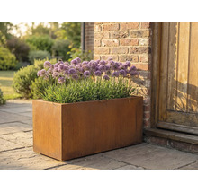 Obdĺžnikový kovový kvetináč s rastlinami Allium v záhrade.