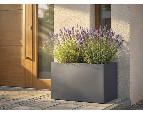Obdĺžnikový kovový kvetináč s levanduľou pred vchodovými dverami