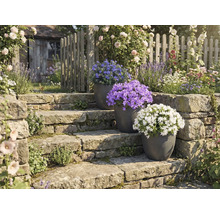 Záhradná úprava s kamenným schodiskom a kvitnúcimi rastlinami v kvetináčoch