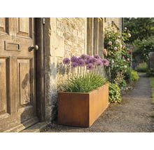 Obdĺžnikový kovový kvetináč s okrasným cesnakom vedľa vchodových dverí