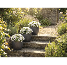 Tri kvetináče s bielymi zvončekmi na kamennom schodisku v záhrade.