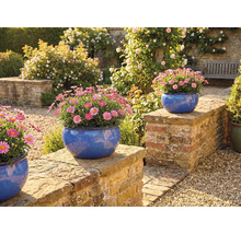 Záhradná scéna s margarétkami v modrých kvetináčoch na stene