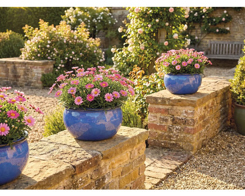 Záhradná scéna s margarétkami v modrých kvetináčoch na stene