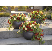 Tri kvetináče s kapucínkou na kamennom schodisku v záhrade.