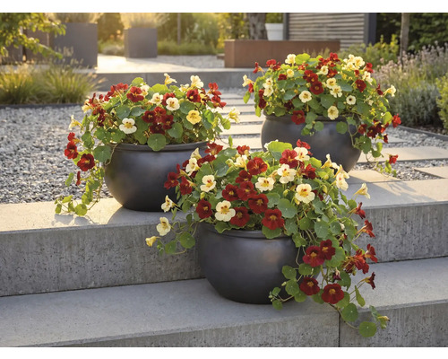 Tri kvetináče s kapucínkou na kamennom schodisku v záhrade.