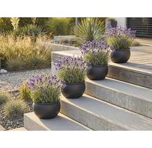 Okrasné rastliny levandule v kvetináčoch na schodoch vonku