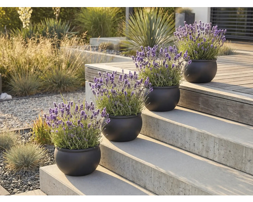 Okrasné rastliny levandule v kvetináčoch na schodoch vonku