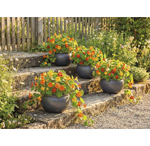 Kvetinové schodisko s osadenými okrúhlymi kvetináčmi a kapucínkou