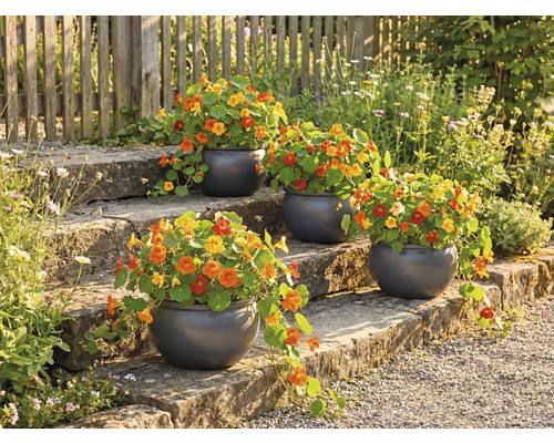 Kvetinové schodisko s osadenými okrúhlymi kvetináčmi a kapucínkou