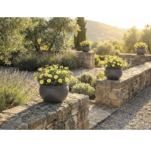 Pohľad na záhradu s kamenným múrom a niekoľkými okrúhlymi kvetináčmi so žltými margarétkami